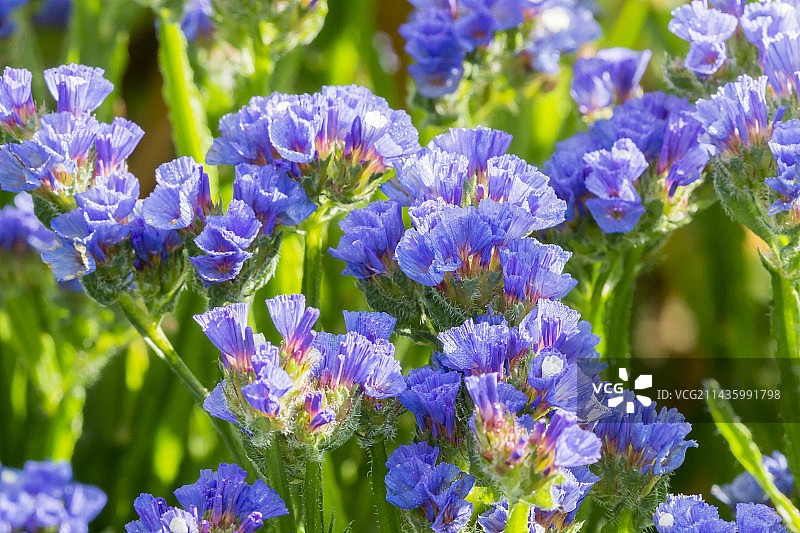 蓝星花图片素材