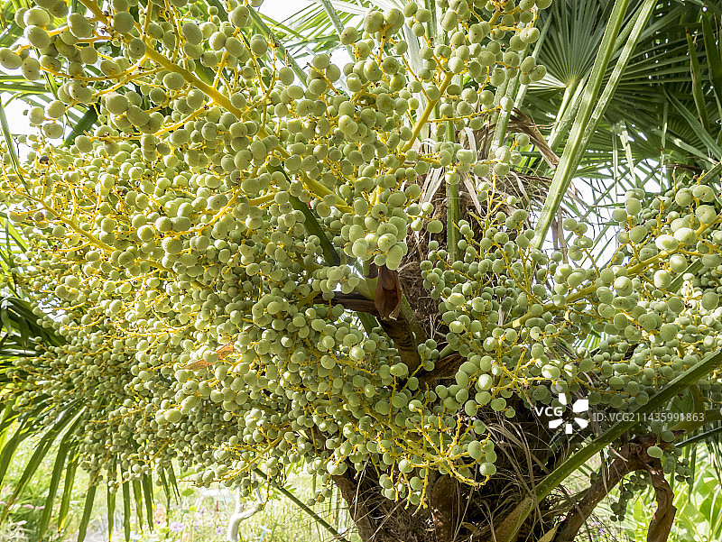 华盛顿棕榈图片素材