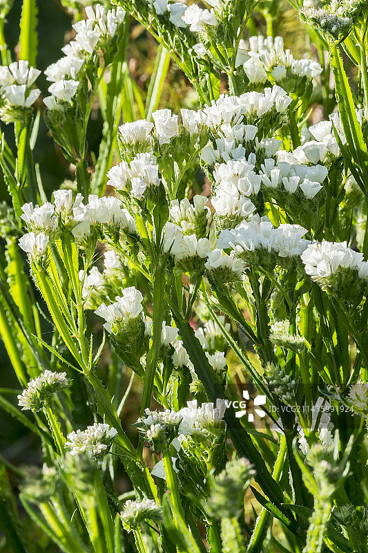 白色勿忘我图片素材