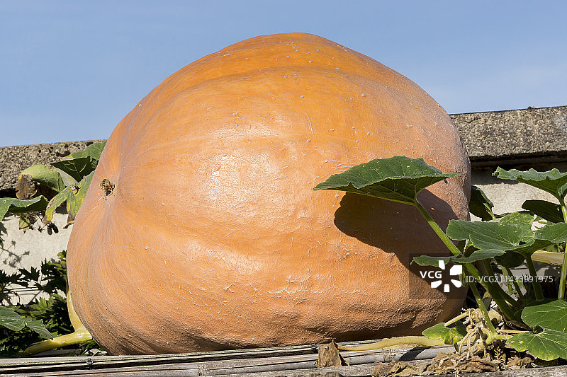 Show King 大南瓜图片素材