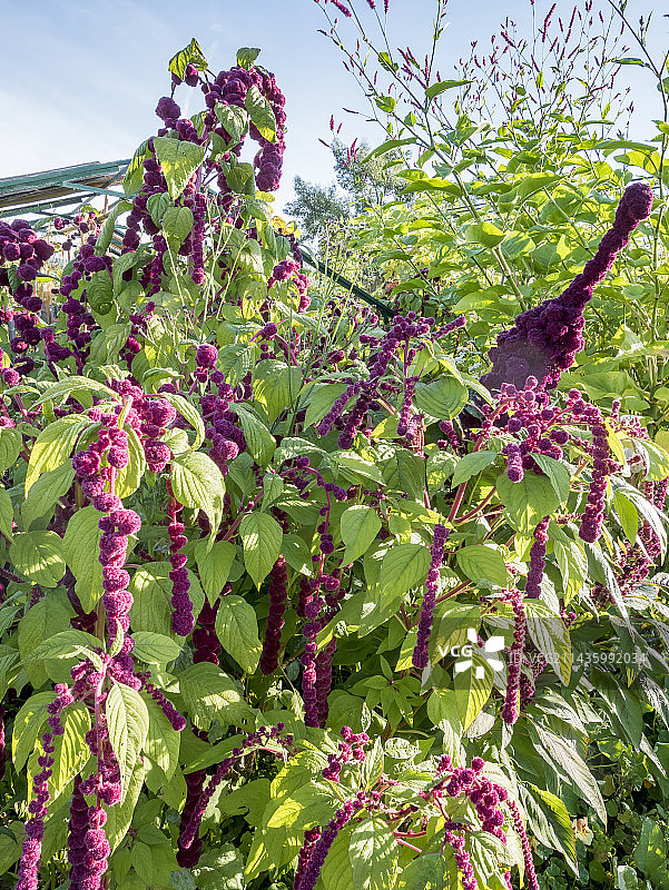 尾穗苋、矮牵牛、蓼图片素材