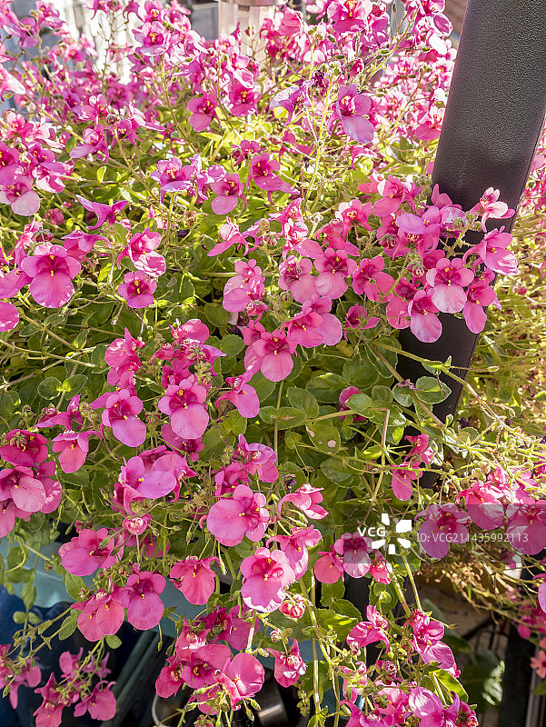 红宝石花田图片素材