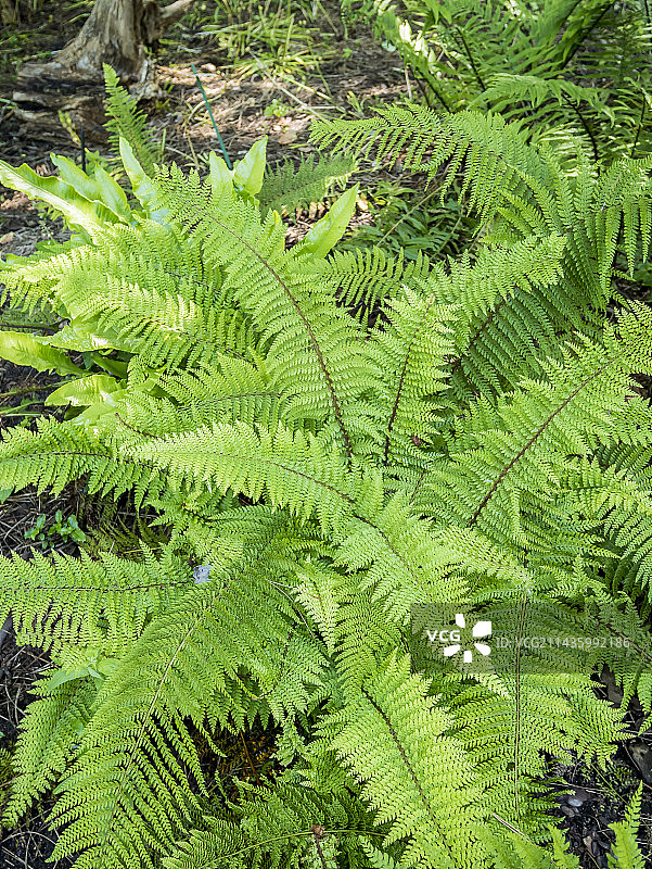 晶状格鳞毛蕨图片素材