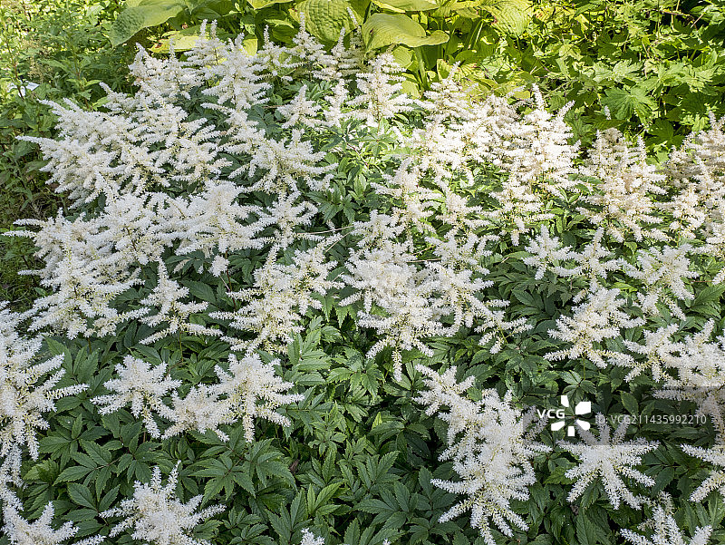 蒙布朗落新妇图片素材