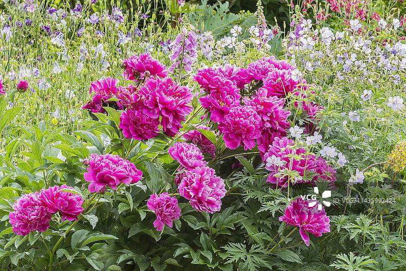 芍药品种‘马恩河的胜利’和‘威斯利蓝’图片素材