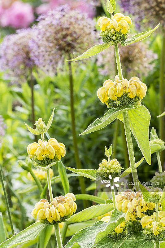 黄花石蒜图片素材