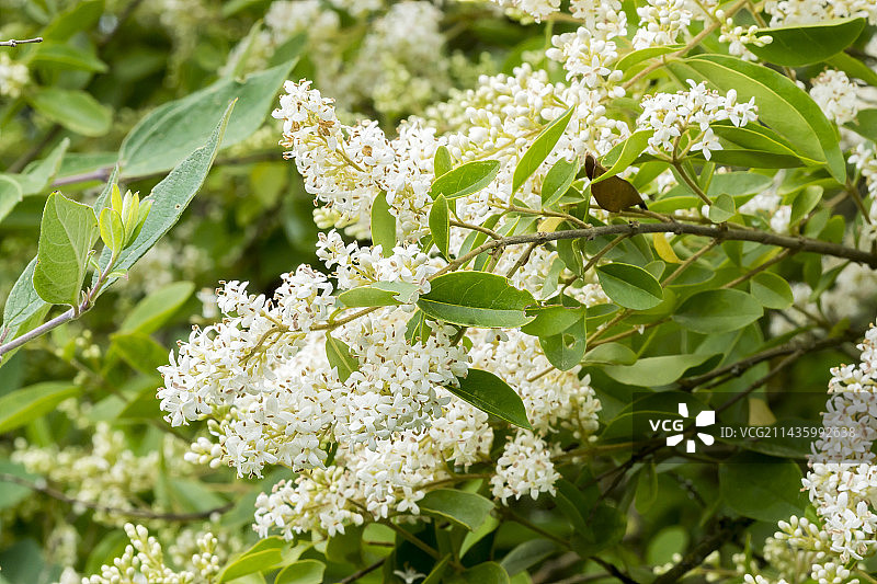 日本女贞图片素材