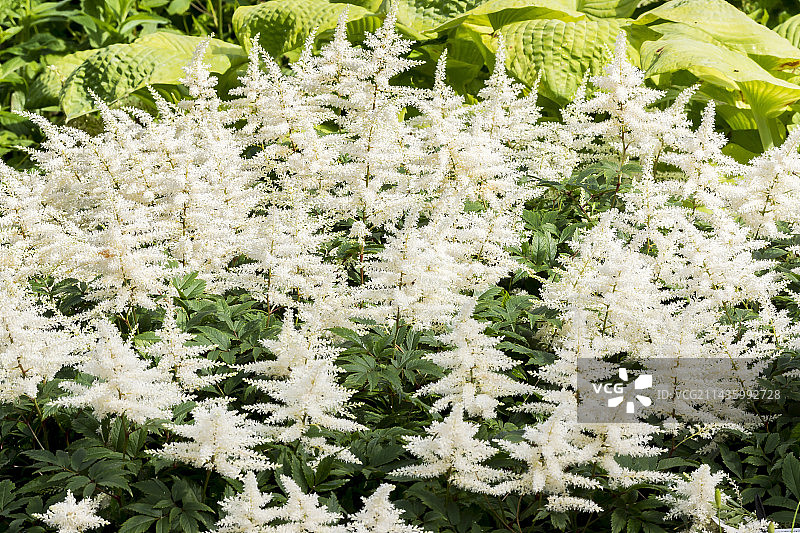 蒙布朗落新妇图片素材