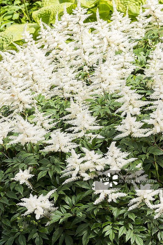 蒙布朗落新妇图片素材