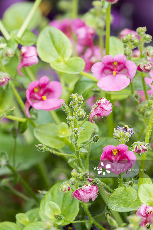 红宝石花田图片素材
