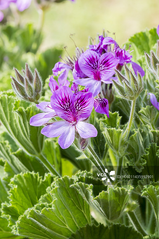 球形天竺葵亚种图片素材