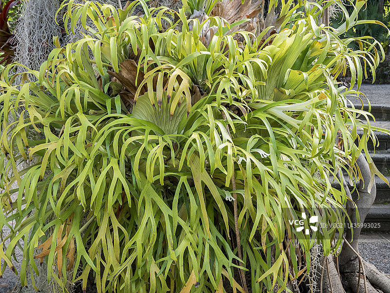 二歧鹿角蕨图片素材