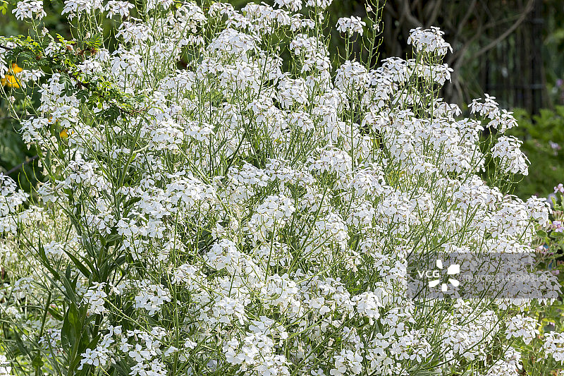 白色欧洲大 Damask 花图片素材