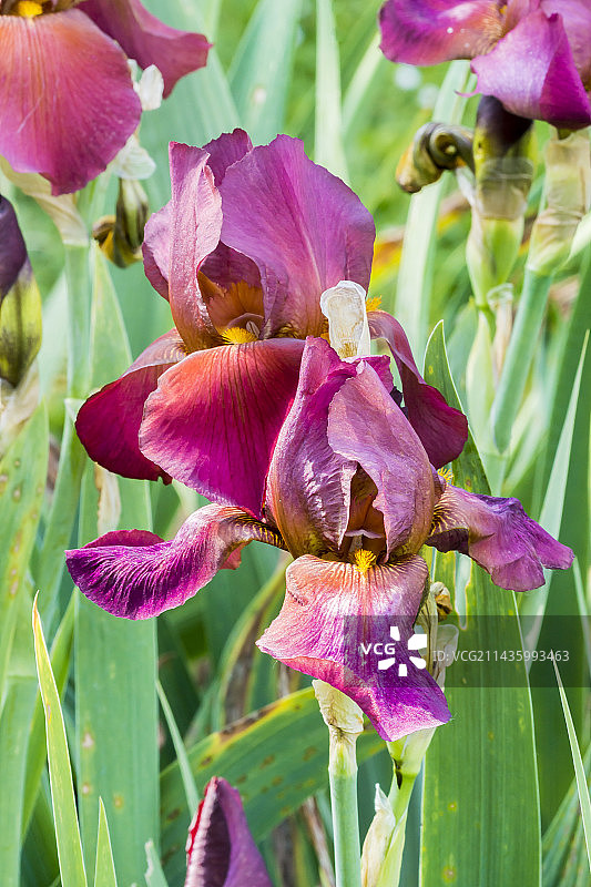 德国鸢尾花图片素材