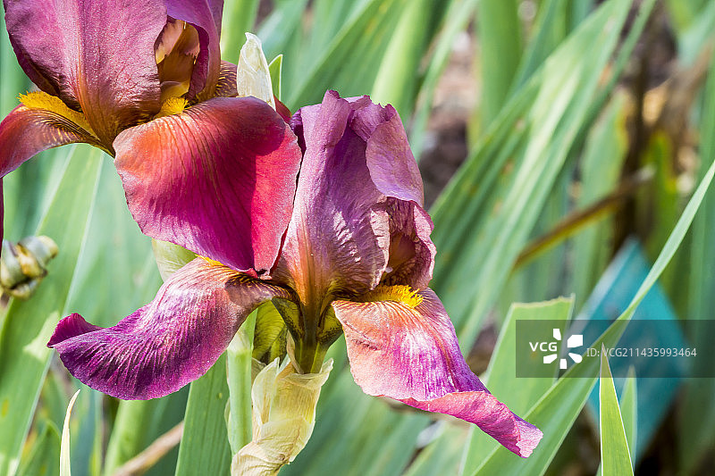 德国鸢尾花图片素材