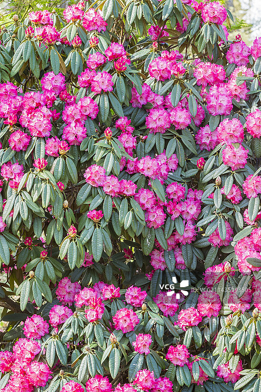 血红状的杜鹃花树图片素材
