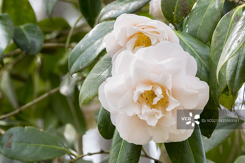 花园中盛开的山茶花“维珍红晕”图片素材