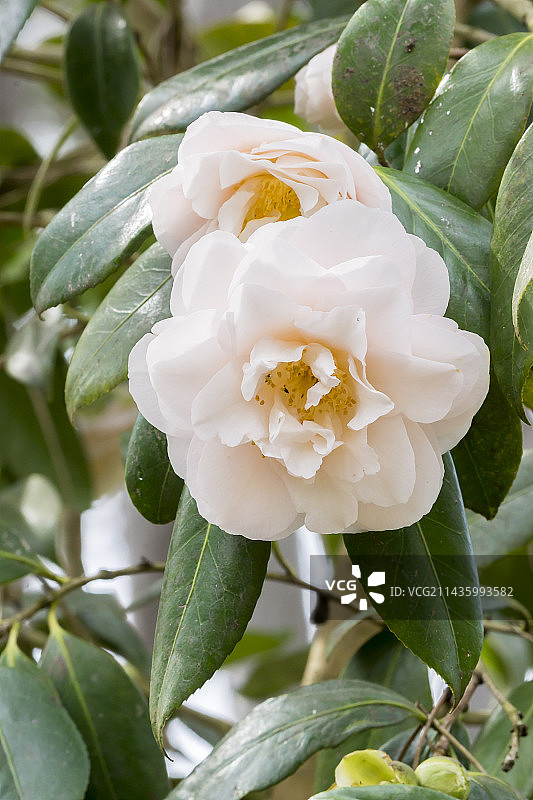 花园中盛开的山茶花“维珍红晕”图片素材