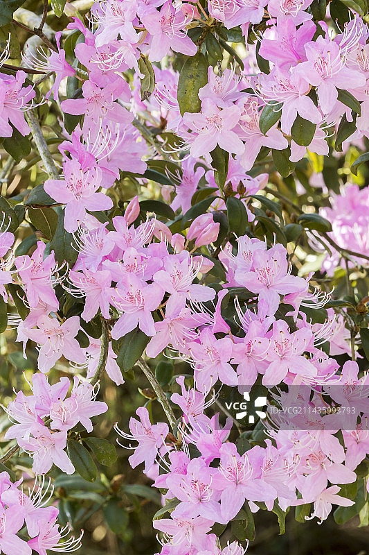 杜鹃花图片素材