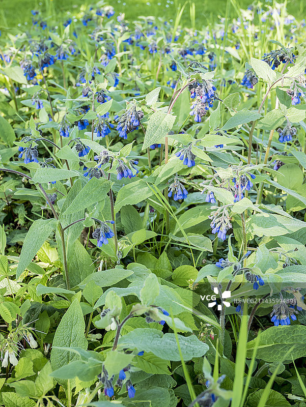 ‘希德科特蓝’图片素材