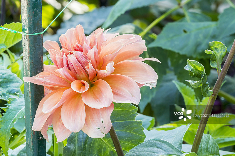 大丽花‘佐洛托亚奥森’，培育者：Nessonova (RUS)图片素材