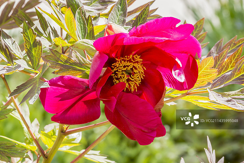 ‘中国龙’黄牡丹：Saunders 1950年图片素材