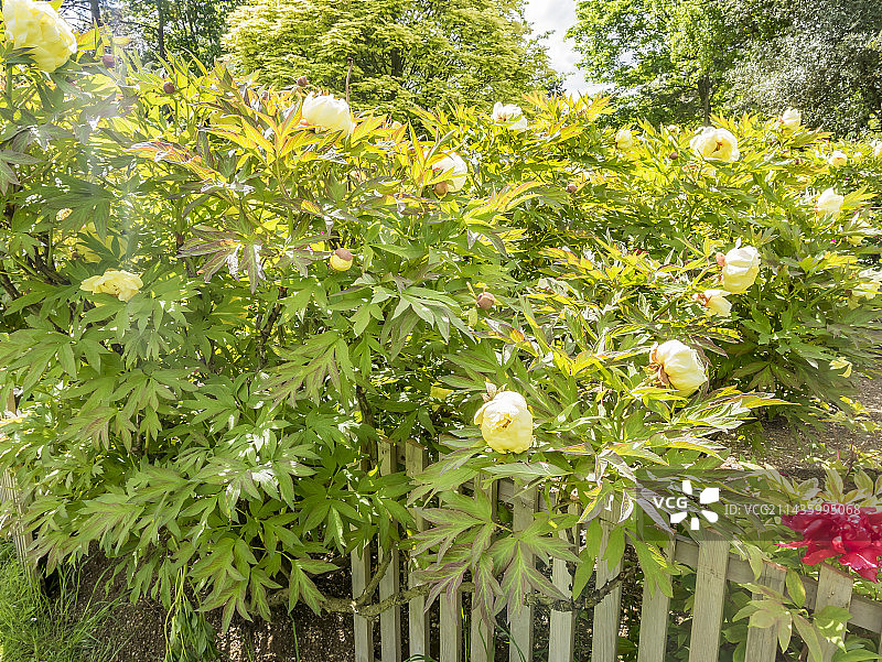 黄牡丹“海诺恩”图片素材
