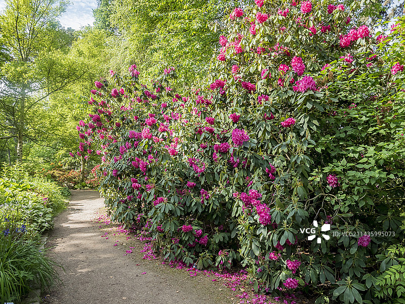 杜鹃花“辛西娅”，文森森林花卉公园，法国巴黎图片素材