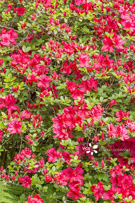 日本杜鹃“阿拉伯风格”图片素材