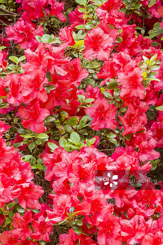 杜鹃花图片素材