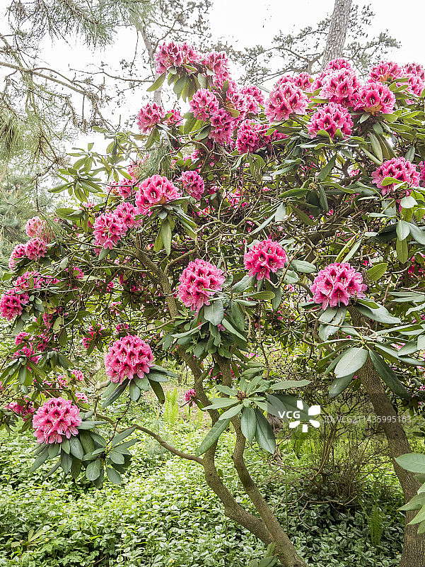 杜鹃花图片素材