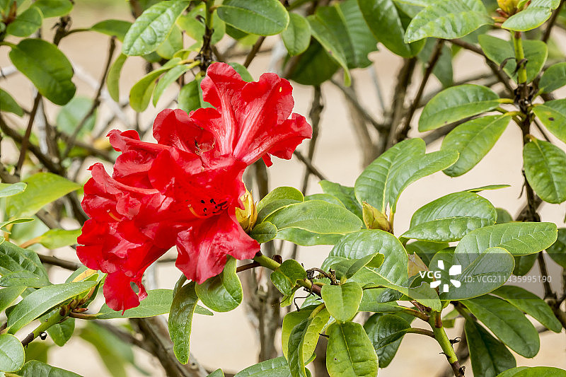 映山红图片素材