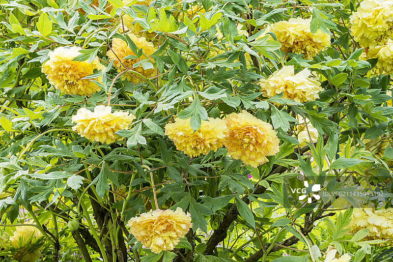 Souvenir du Professor Maxime Cornu 黄牡丹图片素材