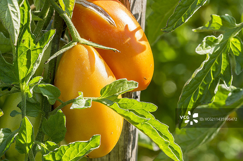 番茄Sensatica图片素材