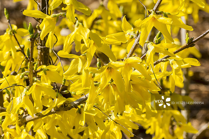 金钟花图片素材