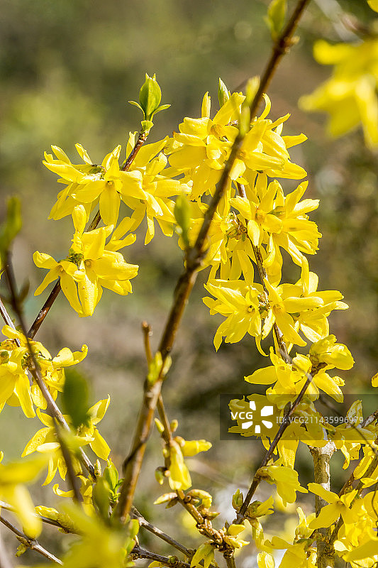 连翘中间种“春光”图片素材