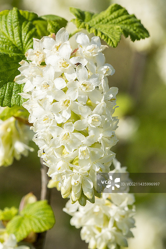 血红醋栗图片素材