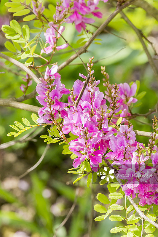 喜马拉雅木蓝“丝绸之路”图片素材