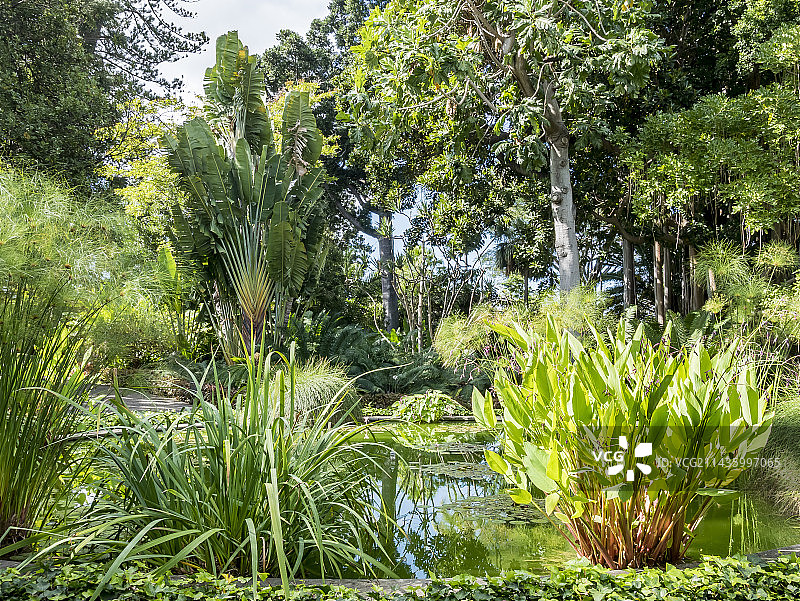 特内里费奥罗塔瓦植物园的水生植物图片素材