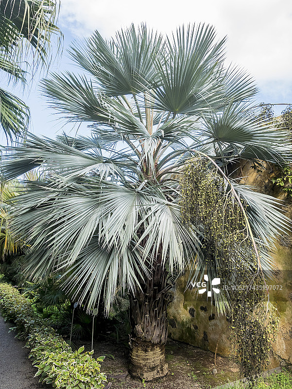 布拉海亚棕榈图片素材