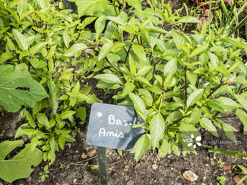 茴芹罗勒图片素材