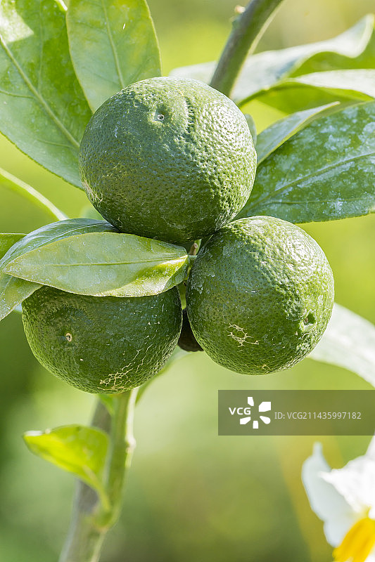 柑橘沙 Satsuma 橘子图片素材