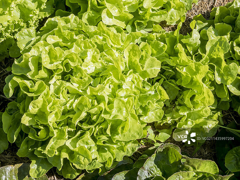 绿橡叶生菜图片素材