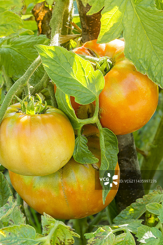 牛心红番茄图片素材