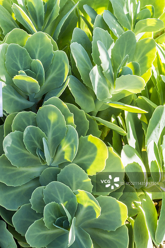 Alba八宝景天图片素材