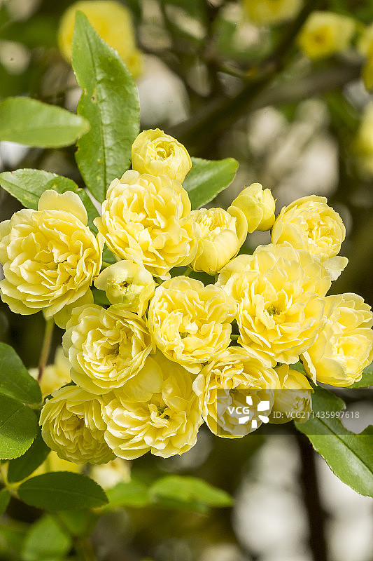 凌霄蔷薇 lutea 变种图片素材