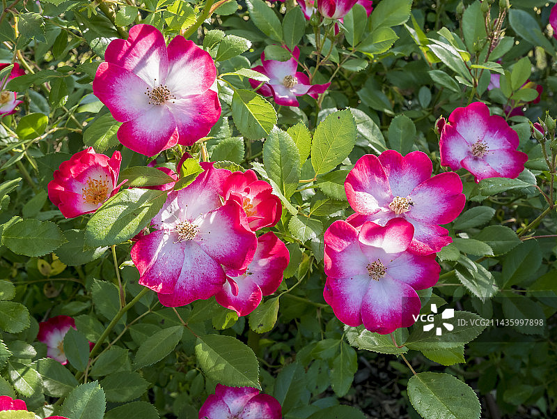 玫瑰“布卡武”， Lens (BEL) 1998图片素材