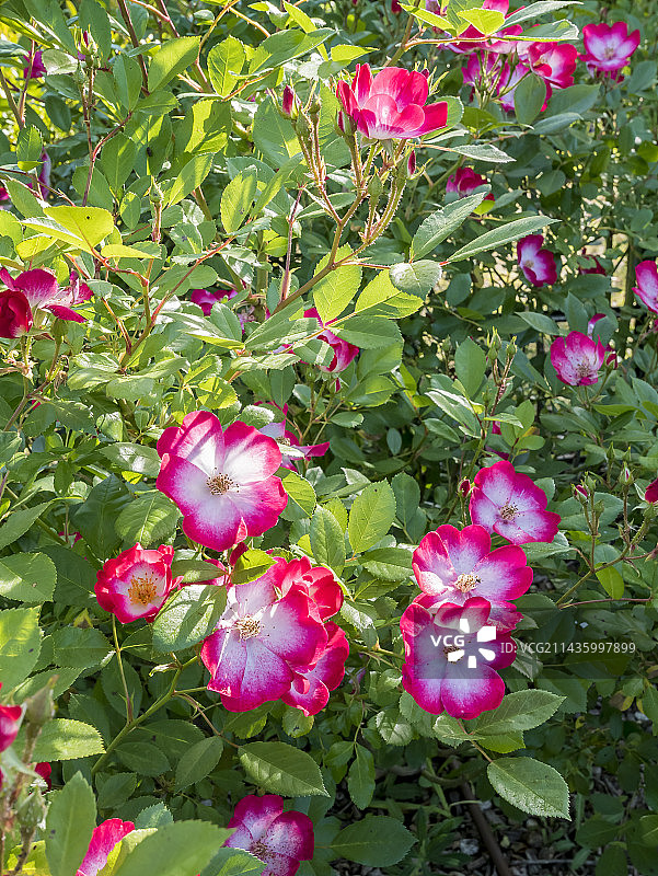 玫瑰“布卡武”， Lens (BEL) 1998图片素材