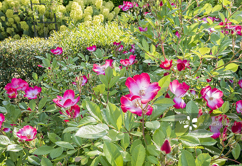 玫瑰“布卡武”， Lens (BEL) 1998图片素材