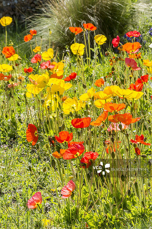 加州罂粟图片素材